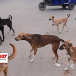 How stray dogs have become a threat in Zombo