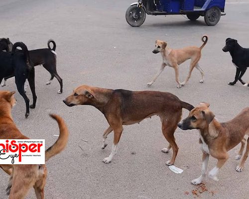 How stray dogs have become a threat in Zombo